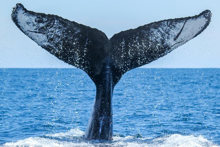 Excursion rapide en zodiac pour l'observation des baleines et des dauphins à Dana Point, Californie, photo 18 | wizardtrip