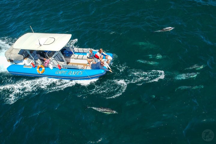 Excursion rapide en zodiac pour l'observation des baleines et des dauphins à Dana Point, Californie, photo 19 | wizardtrip