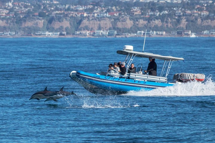 Excursion rapide en zodiac pour l'observation des baleines et des dauphins à Dana Point, Californie, photo 20 | wizardtrip