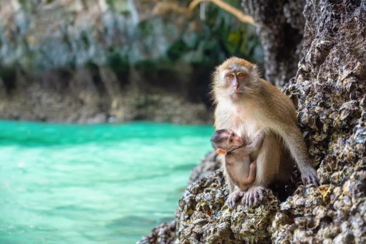 Speedboottocht naar Phi Phi en Bamboo eilanden vanuit Phuket, Thailand, met snorkelen en prachtige stranden, foto 15 | wizardtrip