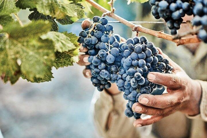 Luxus-Weintour in kleiner Gruppe in Mendoza, Argentinien, mit Weingutbesuchen und Gourmet-Mittagessen, Foto 8 | wizardtrip