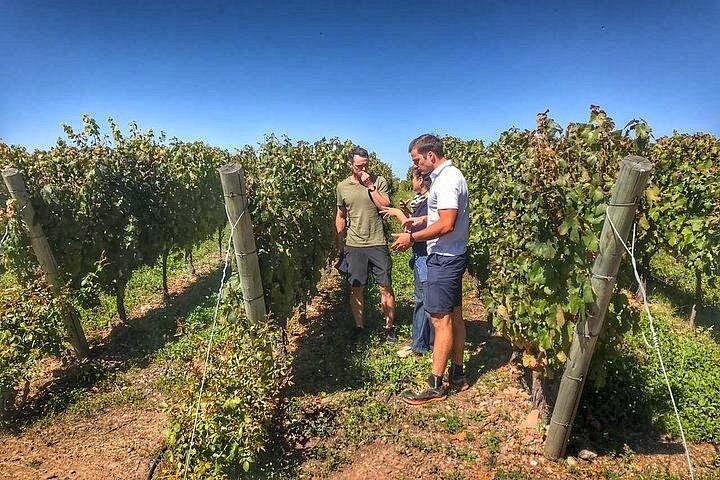 Luxus-Weintour in kleiner Gruppe in Mendoza, Argentinien, mit Weingutbesuchen und Gourmet-Mittagessen, Foto 11 | wizardtrip
