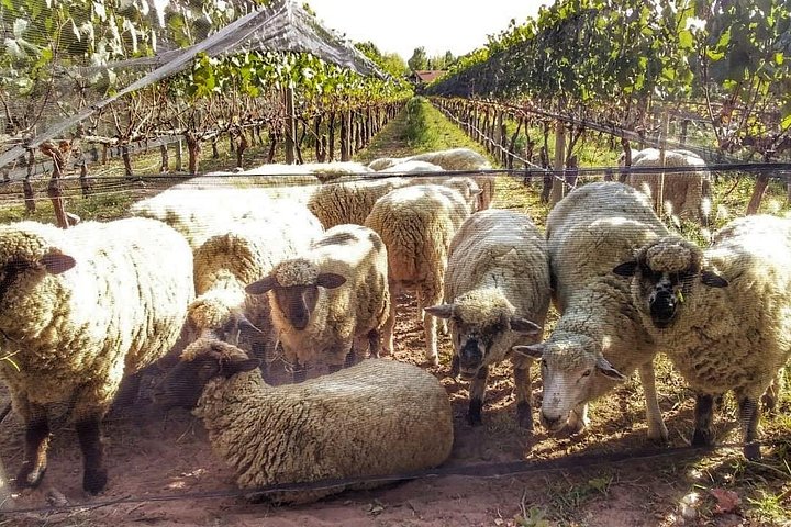 Luxus-Weintour in kleiner Gruppe in Mendoza, Argentinien, mit Weingutbesuchen und Gourmet-Mittagessen, Foto 15 | wizardtrip