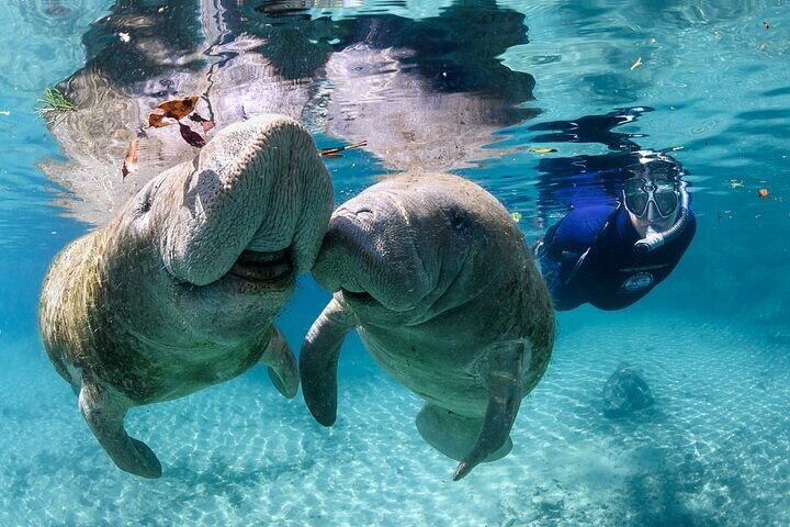 Manatee Zwemsafari | wizardtrip