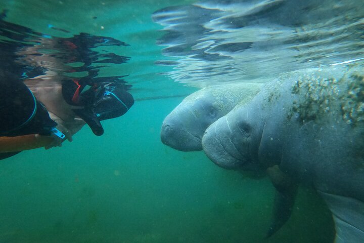 Begeleide zeekoe zwemsafari in Crystal River, Florida, met professionele gidsen en verstrekte uitrusting, foto 6 | wizardtrip