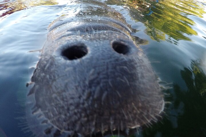 Begeleide zeekoe zwemsafari in Crystal River, Florida, met professionele gidsen en verstrekte uitrusting, foto 7 | wizardtrip