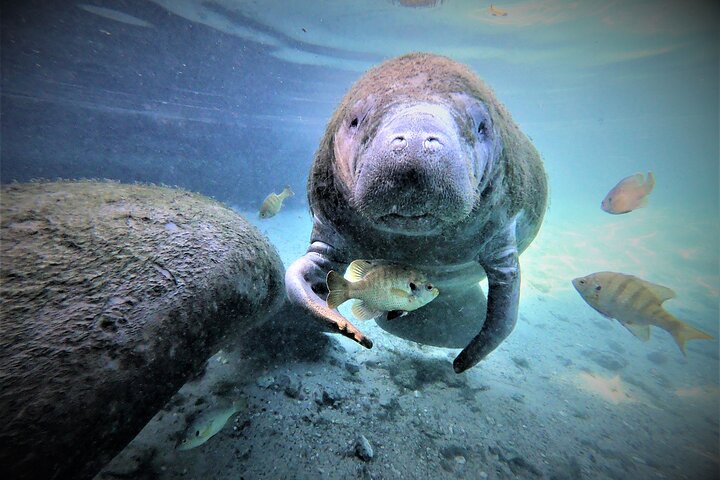 Begeleide zeekoe zwemsafari in Crystal River, Florida, met professionele gidsen en verstrekte uitrusting, foto 8 | wizardtrip