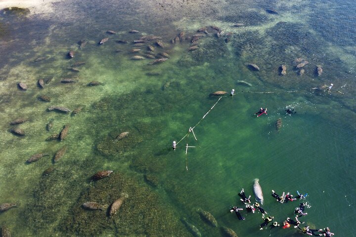 Begeleide zeekoe zwemsafari in Crystal River, Florida, met professionele gidsen en verstrekte uitrusting, foto 10 | wizardtrip
