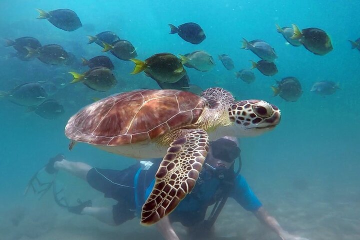 Beginner Scuba Diving with Turtles and Free Videos, San Juan | wizardtrip