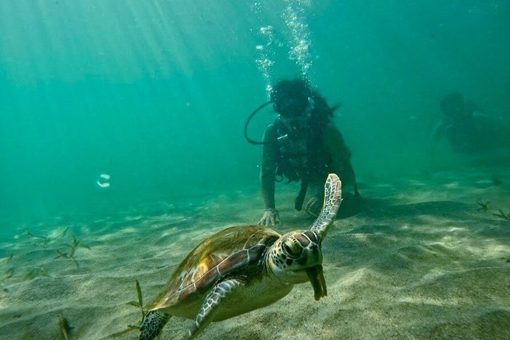 Nybörjardykning i San Juan, Puerto Rico, med sköldpaddor och tropiska fiskar, foto 6 | wizardtrip
