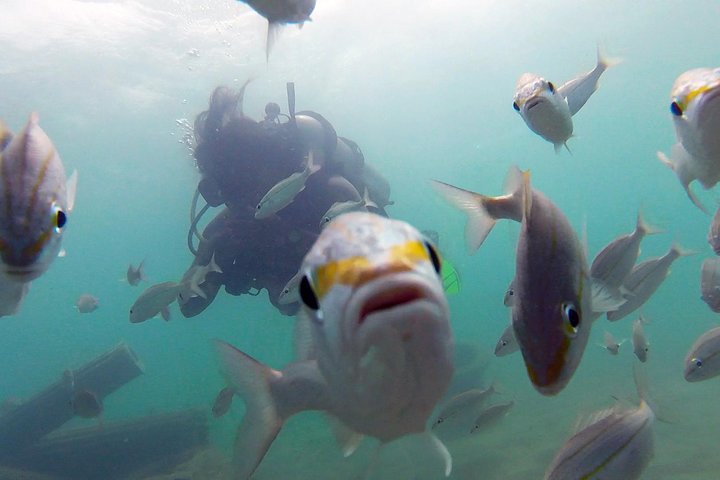 Nybörjardykning i San Juan, Puerto Rico, med sköldpaddor och tropiska fiskar, foto 7 | wizardtrip