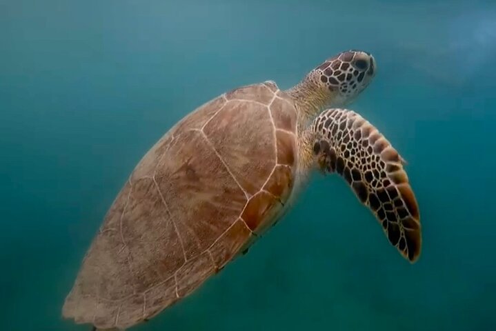 Snorkel com tartarugas marinhas e peixes tropicais nas águas cristalinas de San Juan, Porto Rico, foto 7 | wizardtrip