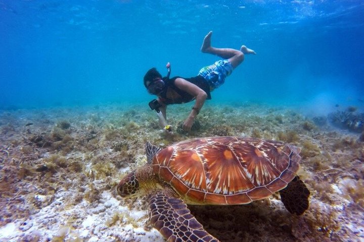 Snorkel com tartarugas marinhas e peixes tropicais nas águas cristalinas de San Juan, Porto Rico, foto 9 | wizardtrip