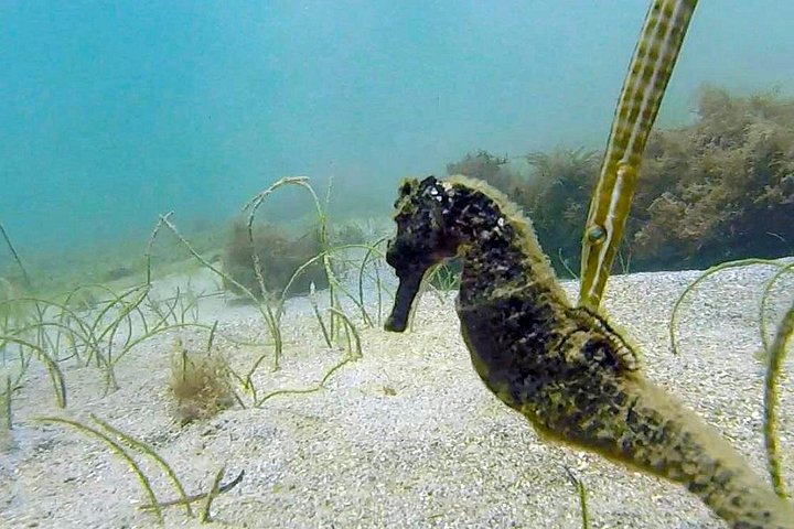 Snorkel com tartarugas marinhas e peixes tropicais nas águas cristalinas de San Juan, Porto Rico, foto 12 | wizardtrip