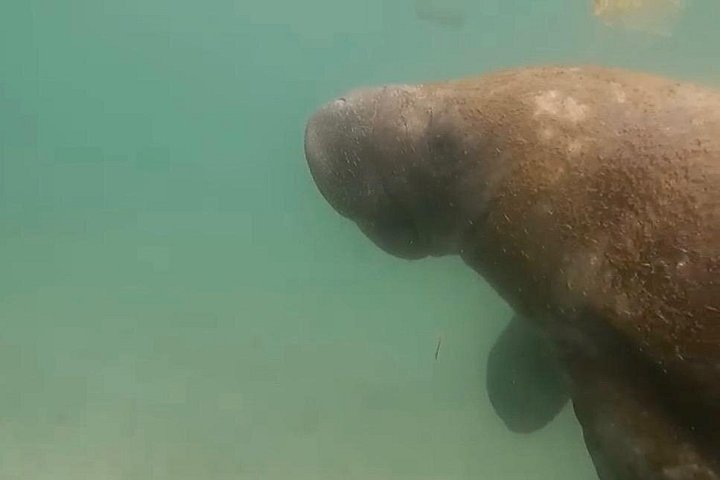 Snorkel com tartarugas marinhas e peixes tropicais nas águas cristalinas de San Juan, Porto Rico, foto 13 | wizardtrip
