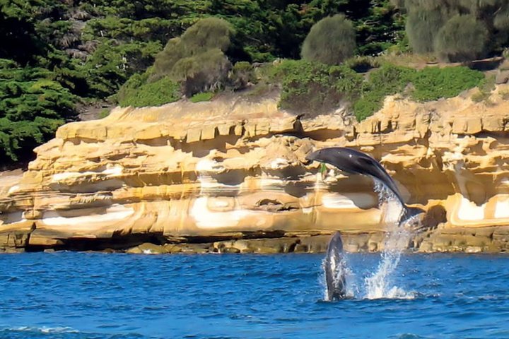 Passeio de dia inteiro explorando o Parque Nacional da Ilha Maria a partir de Hobart, com vida selvagem, cruzeiros e locais históricos, foto 9 | wizardtrip