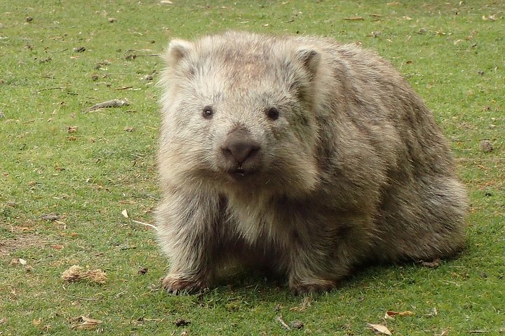 Passeio de dia inteiro explorando o Parque Nacional da Ilha Maria a partir de Hobart, com vida selvagem, cruzeiros e locais históricos, foto 10 | wizardtrip