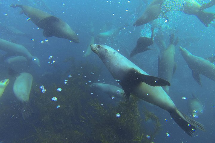 Passeio de dia inteiro explorando o Parque Nacional da Ilha Maria a partir de Hobart, com vida selvagem, cruzeiros e locais históricos, foto 11 | wizardtrip