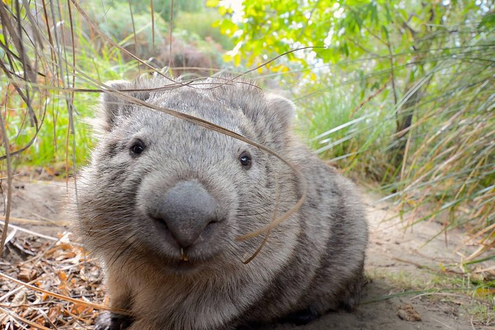 Passeio de dia inteiro explorando o Parque Nacional da Ilha Maria a partir de Hobart, com vida selvagem, cruzeiros e locais históricos, foto 12 | wizardtrip