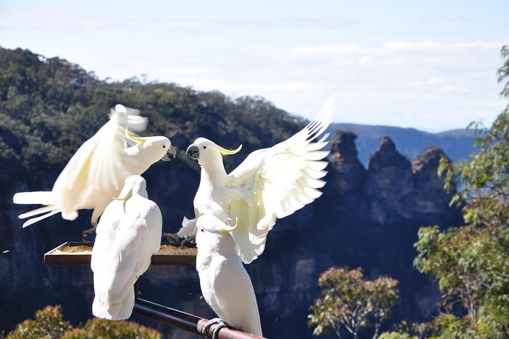 Excursión en grupo reducido explorando las Blue Mountains, el Zoológico de Sídney y un pintoresco paseo en ferry, foto 10 | wizardtrip
