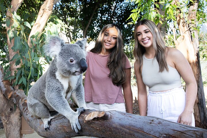 Excursión en grupo reducido explorando las Blue Mountains, el Zoológico de Sídney y un pintoresco paseo en ferry, foto 34 | wizardtrip