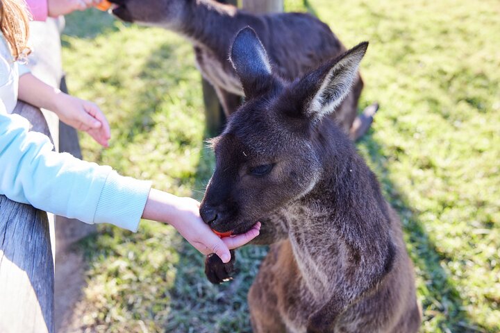 Excursión en grupo reducido explorando las Blue Mountains, el Zoológico de Sídney y un pintoresco paseo en ferry, foto 46 | wizardtrip