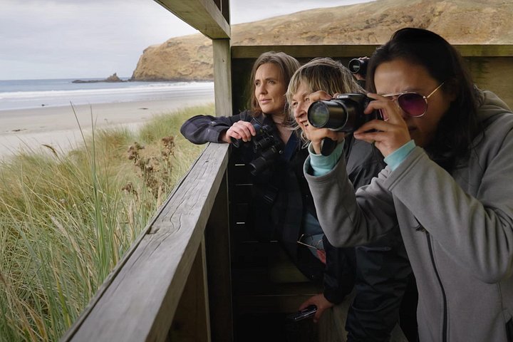Tur i liten grupp på Otago Peninsula, Nya Zeeland, med säl- och pingvinskådning, foto 6 | wizardtrip