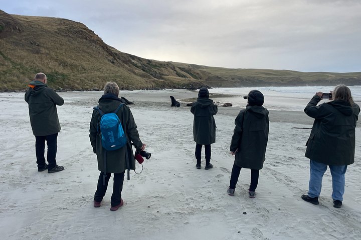 Tur i liten grupp på Otago Peninsula, Nya Zeeland, med säl- och pingvinskådning, foto 8 | wizardtrip
