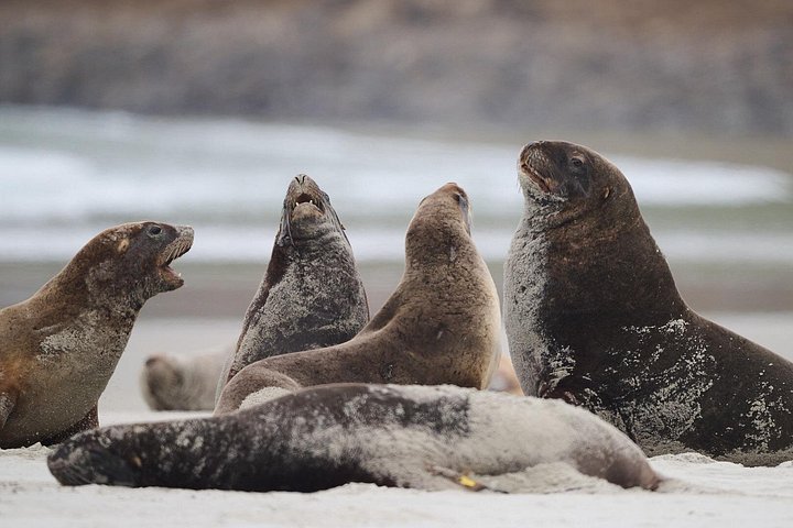 Tur i liten grupp på Otago Peninsula, Nya Zeeland, med säl- och pingvinskådning, foto 11 | wizardtrip