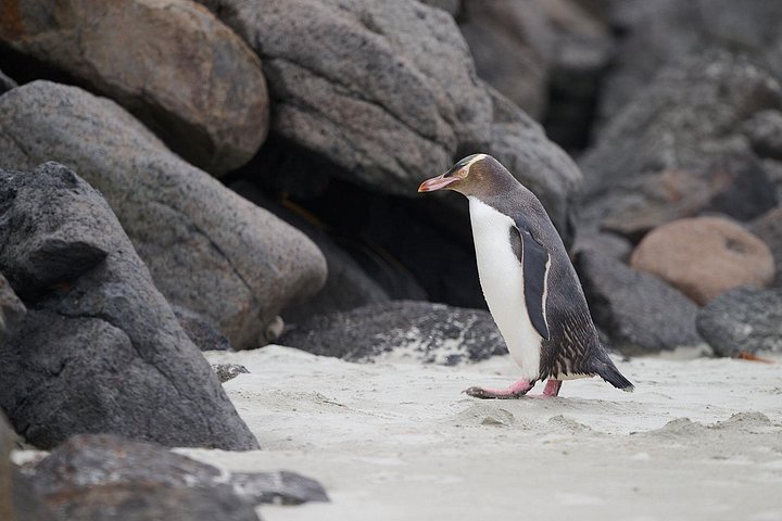 Tur i liten grupp på Otago Peninsula, Nya Zeeland, med säl- och pingvinskådning, foto 13 | wizardtrip
