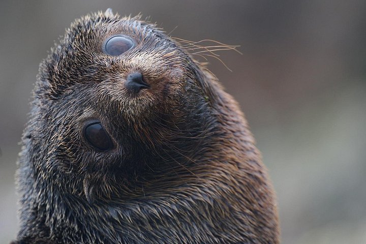 Tur i liten grupp på Otago Peninsula, Nya Zeeland, med säl- och pingvinskådning, foto 14 | wizardtrip