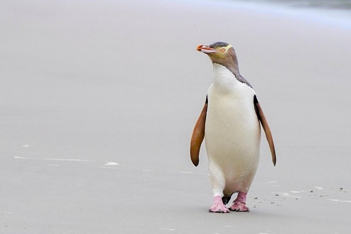 Tur i liten grupp på Otago Peninsula, Nya Zeeland, med säl- och pingvinskådning, foto 15 | wizardtrip