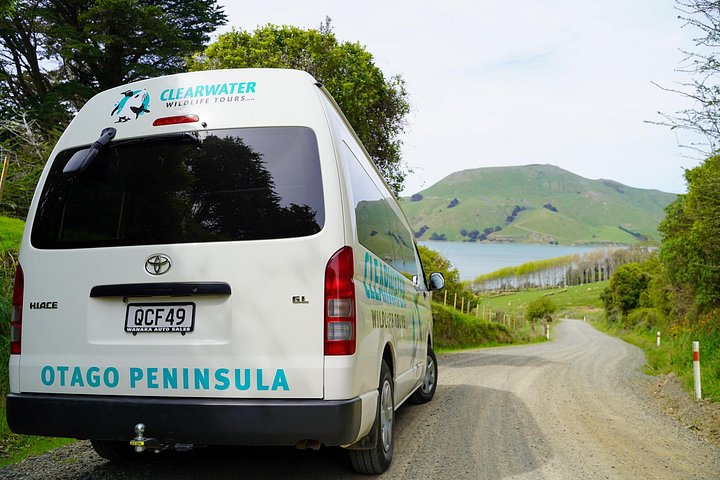 Tur i liten grupp på Otago Peninsula, Nya Zeeland, med säl- och pingvinskådning, foto 17 | wizardtrip