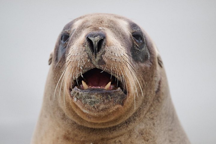 Tur i liten grupp på Otago Peninsula, Nya Zeeland, med säl- och pingvinskådning, foto 18 | wizardtrip