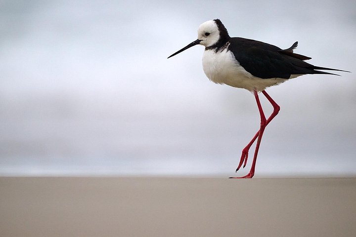 Tur i liten grupp på Otago Peninsula, Nya Zeeland, med säl- och pingvinskådning, foto 20 | wizardtrip