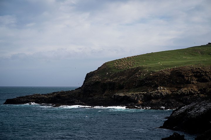 Tur i liten grupp på Otago Peninsula, Nya Zeeland, med säl- och pingvinskådning, foto 21 | wizardtrip