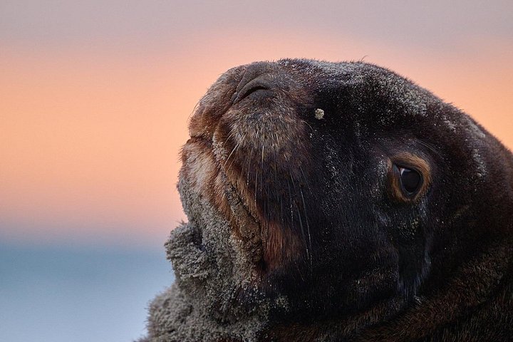 Tur i liten grupp på Otago Peninsula, Nya Zeeland, med säl- och pingvinskådning, foto 23 | wizardtrip