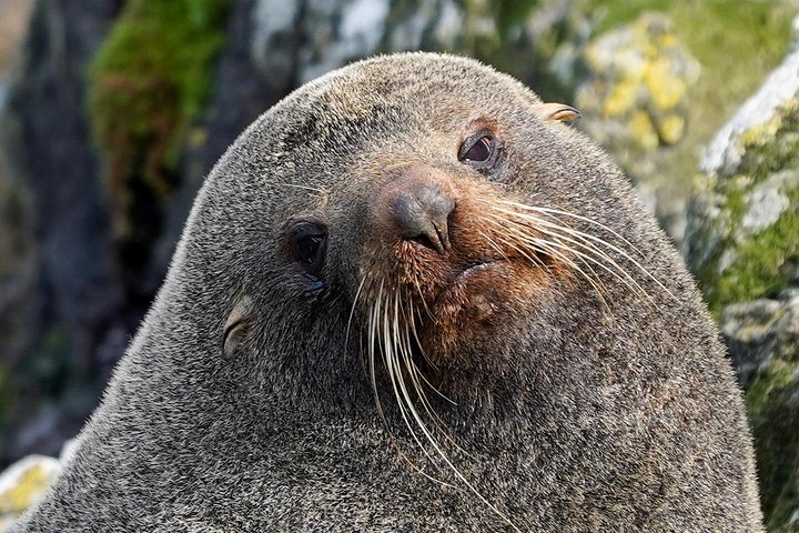Tur i liten grupp på Otago Peninsula, Nya Zeeland, med säl- och pingvinskådning, foto 25 | wizardtrip