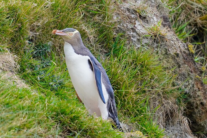 Tur i liten grupp på Otago Peninsula, Nya Zeeland, med säl- och pingvinskådning, foto 27 | wizardtrip