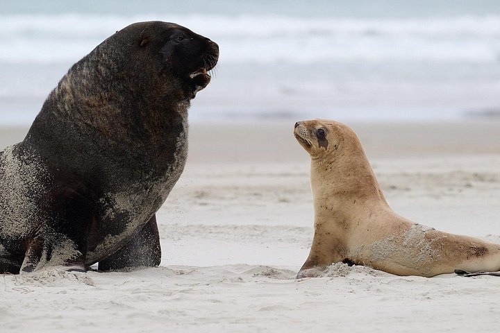 Tur i liten grupp på Otago Peninsula, Nya Zeeland, med säl- och pingvinskådning, foto 29 | wizardtrip