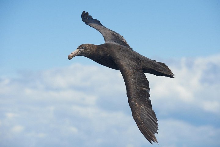 Tur i liten grupp på Otago Peninsula, Nya Zeeland, med säl- och pingvinskådning, foto 30 | wizardtrip