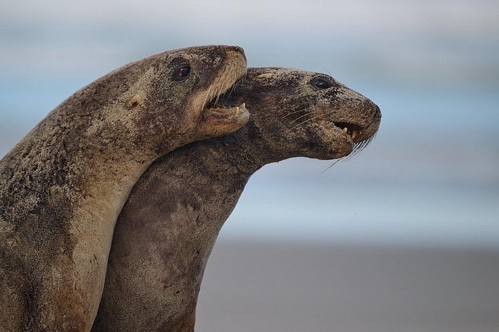 Tur i liten grupp på Otago Peninsula, Nya Zeeland, med säl- och pingvinskådning, foto 31 | wizardtrip