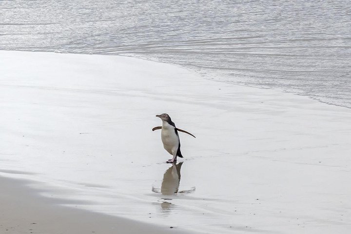 Tur i liten grupp på Otago Peninsula, Nya Zeeland, med säl- och pingvinskådning, foto 33 | wizardtrip