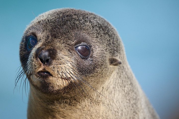 Tur i liten grupp på Otago Peninsula, Nya Zeeland, med säl- och pingvinskådning, foto 35 | wizardtrip
