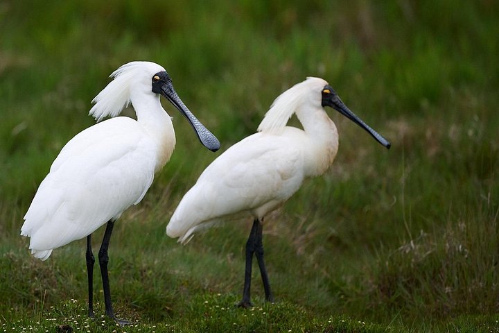 Tur i liten grupp på Otago Peninsula, Nya Zeeland, med säl- och pingvinskådning, foto 41 | wizardtrip