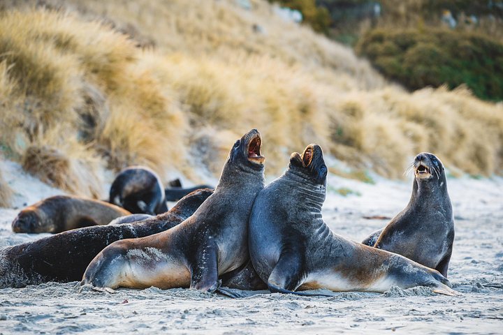 Tur i liten grupp på Otago Peninsula, Nya Zeeland, med säl- och pingvinskådning, foto 46 | wizardtrip