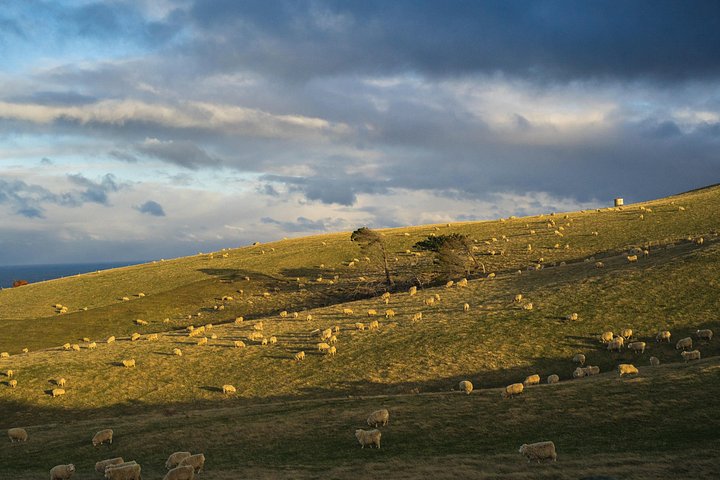 Tur i liten grupp på Otago Peninsula, Nya Zeeland, med säl- och pingvinskådning, foto 47 | wizardtrip