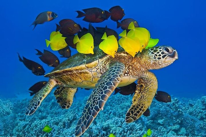 Schnorchelabenteuer im Molokini-Krater und Turtle Cove auf Maui an Bord eines Luxus-Super-Rafts, Foto 6 | wizardtrip