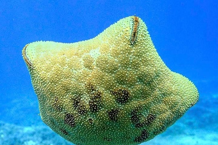 Schnorchelabenteuer im Molokini-Krater und Turtle Cove auf Maui an Bord eines Luxus-Super-Rafts, Foto 8 | wizardtrip