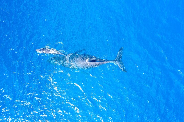 Schnorchelabenteuer im Molokini-Krater und Turtle Cove auf Maui an Bord eines Luxus-Super-Rafts, Foto 9 | wizardtrip